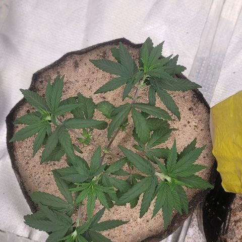 Sativa #1 growlog photo: Ainda em recuperacao apresentando pequenos sinais de muchamento 