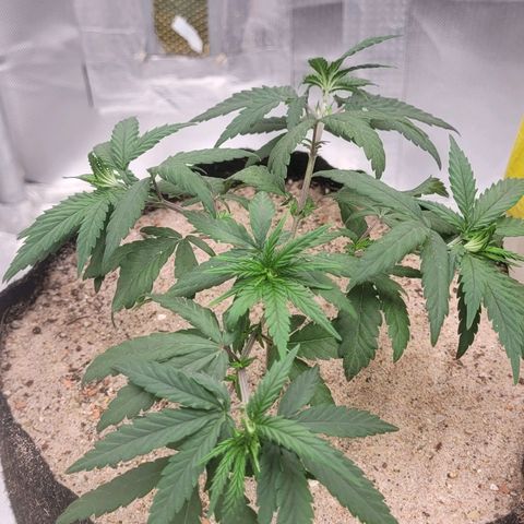 Sativa #1 growlog photo: Ainda em recuperacao apresentando pequenos sinais de muchamento 