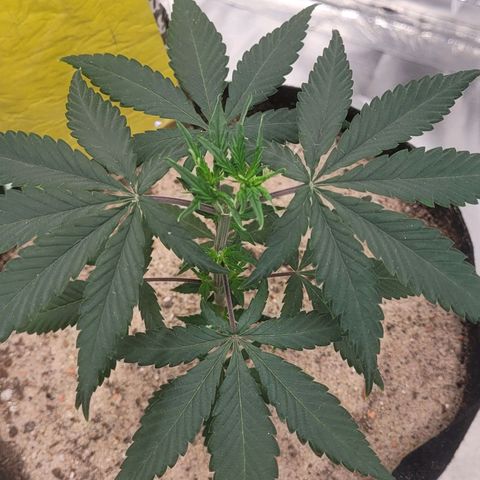 Sativa #1 growlog photo: Ainda em recuperacao apresentando pequenos sinais de muchamento 