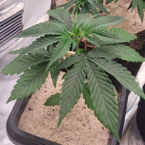 Colombian gold  growlog photo: Cada dia mais linda 
