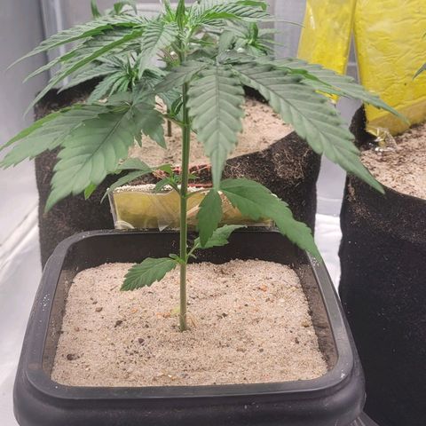 Colombian gold  growlog photo: Cada dia mais linda 