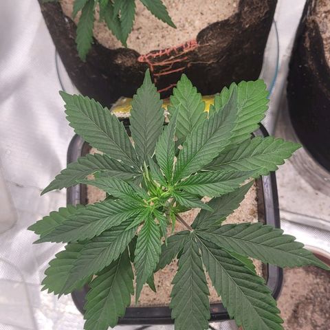 Colombian gold  growlog photo: Cada dia mais linda 