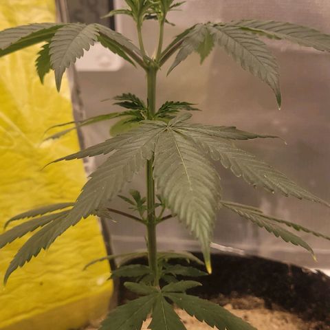 Sativa #1 growlog photo: A planta esta voltando a ficar firme agora esperas .ais 3 dias sem rega para voltar a regar no novo vaso 