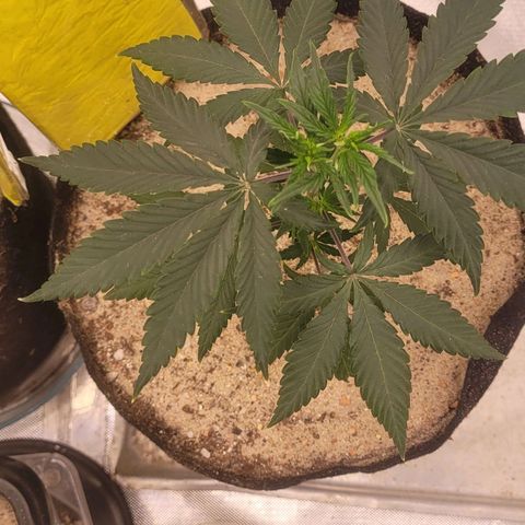 Sativa #1 growlog photo: A planta esta voltando a ficar firme agora esperas .ais 3 dias sem rega para voltar a regar no novo vaso 