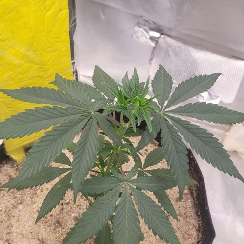 Sativa #1 growlog photo: A planta esta voltando a ficar firme agora esperas .ais 3 dias sem rega para voltar a regar no novo vaso 