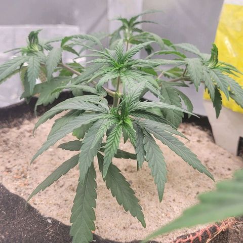 Sativa #1 growlog photo: A planta ainda esta um pouco pra baixo pouvos dias do transplante do vaso ainda se recuperando esta desde o dia do transplante sem rega 