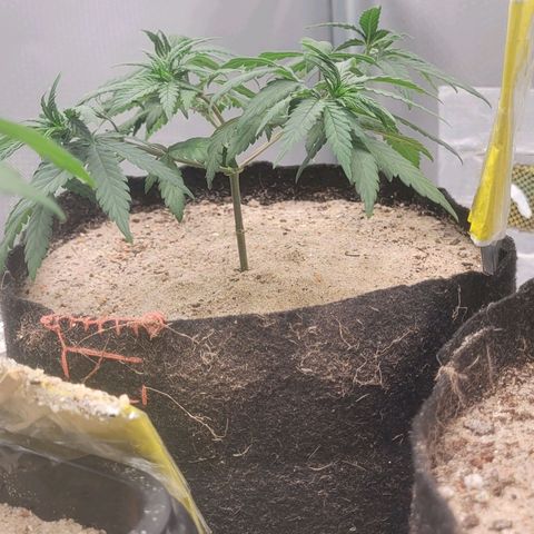 Sativa #1 growlog photo: A planta ainda esta um pouco pra baixo pouvos dias do transplante do vaso ainda se recuperando esta desde o dia do transplante sem rega 