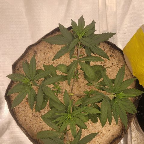 Sativa #1 growlog photo: A planta ainda esta um pouco pra baixo pouvos dias do transplante do vaso ainda se recuperando esta desde o dia do transplante sem rega 