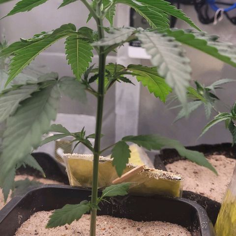 Colombian gold  growlog photo: Poda top realizada hoje 