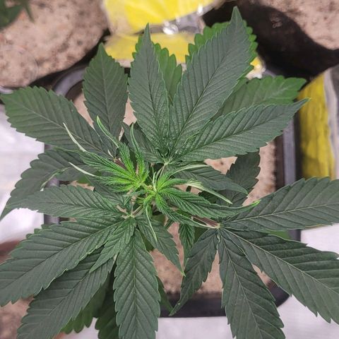 Colombian gold  growlog photo: Poda top realizada hoje 