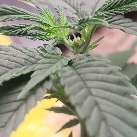 Colombian gold  growlog photo: Poda top realizada hoje 