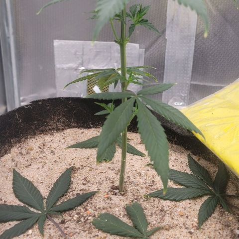 Sativa #1 growlog photo: Desfoliacao 4 folhas de 5 pomtas retirada na inrencao de desviar nutrientes para os que estao a crescer 