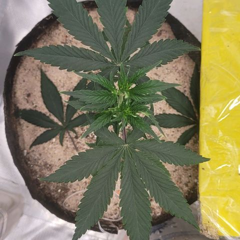 Sativa #1 growlog photo: Desfoliacao 4 folhas de 5 pomtas retirada na inrencao de desviar nutrientes para os que estao a crescer 
