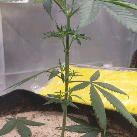 Sativa #1 growlog photo: Desfoliacao 4 folhas de 5 pomtas retirada na inrencao de desviar nutrientes para os que estao a crescer 