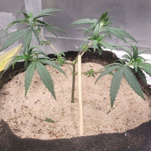 Sativa #1 growlog photo: Desfoliacao 19 folhas para que a luz possa chegar nos brotos novos que nao recebiam muita luz 