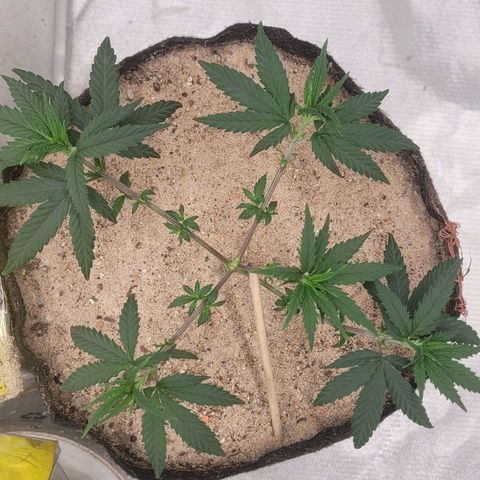 Sativa #1 growlog photo: Desfoliacao 19 folhas para que a luz possa chegar nos brotos novos que nao recebiam muita luz 