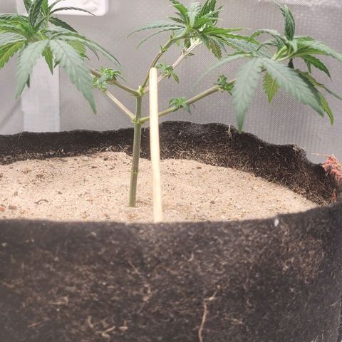 Sativa #1 growlog photo: Desfoliacao 19 folhas para que a luz possa chegar nos brotos novos que nao recebiam muita luz 
