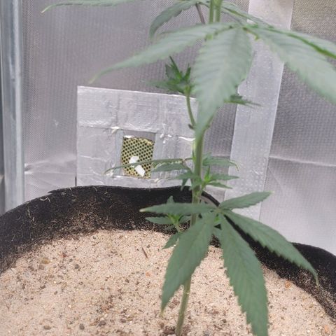 Sativa #1 growlog photo: 1 dia pos desfoliacao nao apresenta nenhum sinal de sttess