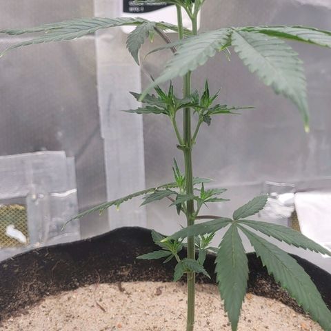 Sativa #1 growlog photo: 1 dia pos desfoliacao nao apresenta nenhum sinal de sttess