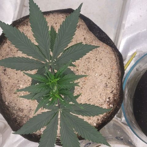 Sativa #1 growlog photo: 1 dia pos desfoliacao nao apresenta nenhum sinal de sttess