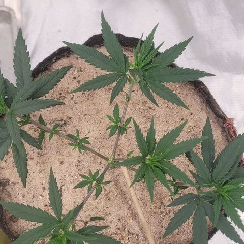 Sativa #1 growlog photo: 1 dia pos desfoliacao nao apresenta sinais de stress