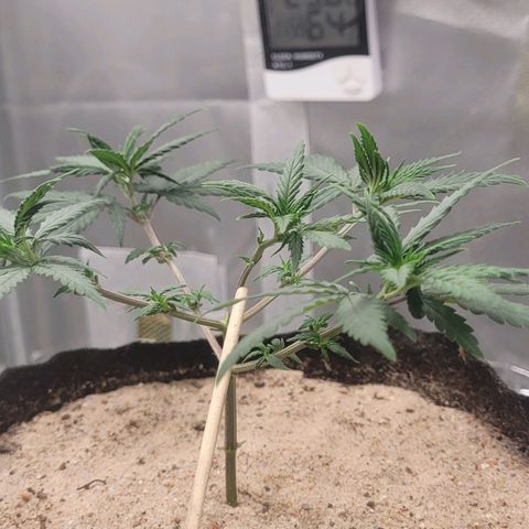 Sativa #1 growlog photo: 1 dia pos desfoliacao nao apresenta sinais de stress
