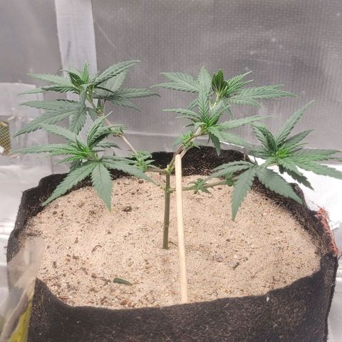 Sativa #1 growlog photo: 1 dia pos desfoliacao nao apresenta sinais de stress