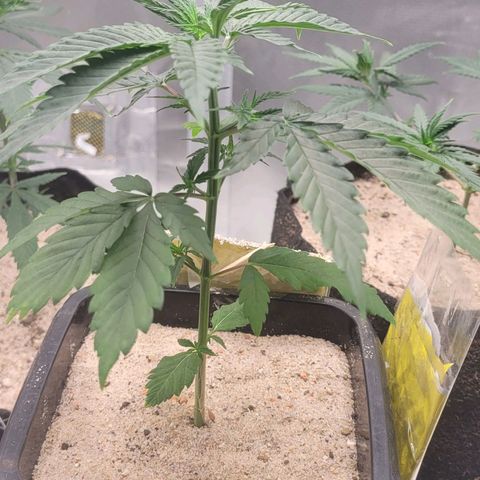 Colombian gold  growlog photo: 1 dia pos poda top nao apresenta sinais de stress