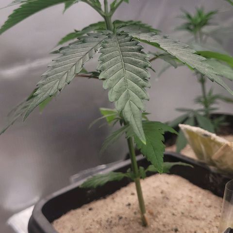 Colombian gold  growlog photo: 1 dia pos poda top nao apresenta sinais de stress