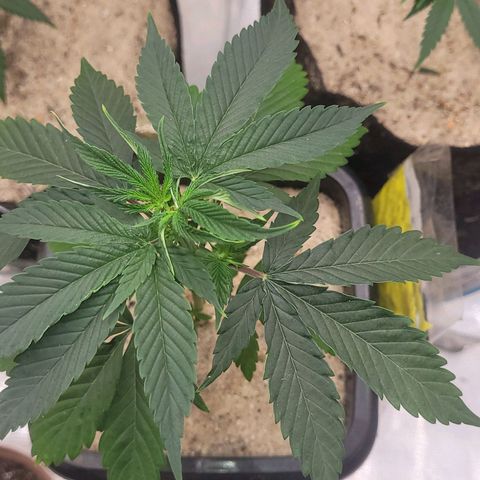 Colombian gold  growlog photo: 1 dia pos poda top nao apresenta sinais de stress