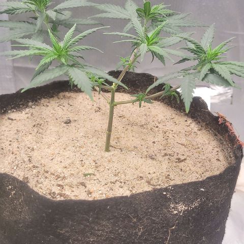 Sativa #1 growlog photo: Ambas receberam bokashi pulverizado noite anterior 