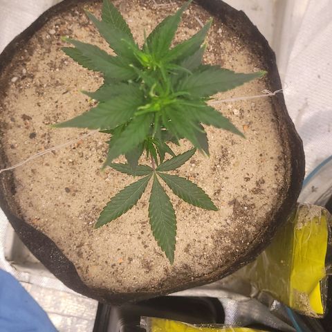 Sativa #1 growlog photo: Ambas receberam bokashi pulverizado noite anterior 