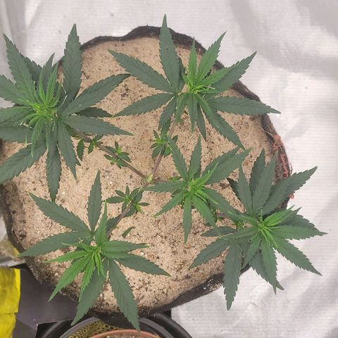 Sativa #1 growlog photo: Ambas receberam bokashi pulverizado noite anterior 