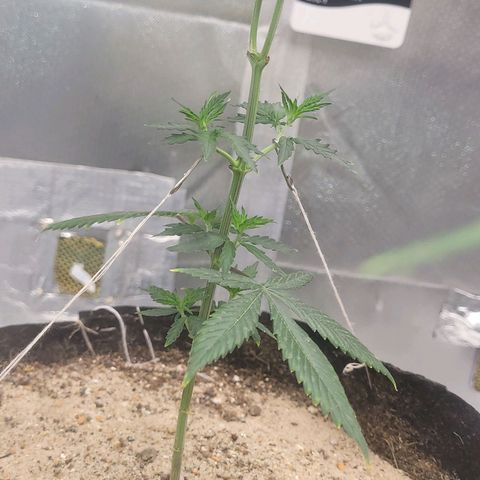 Sativa #1 growlog photo: Ambas receberam bokashi pulverizado noite anterior 