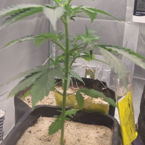 Colombian gold  growlog photo: Pulverizada com bokashi noite anterior 