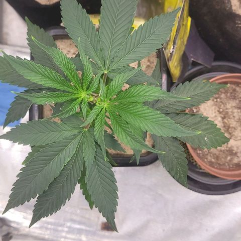 Colombian gold  growlog photo: Pulverizada com bokashi noite anterior 