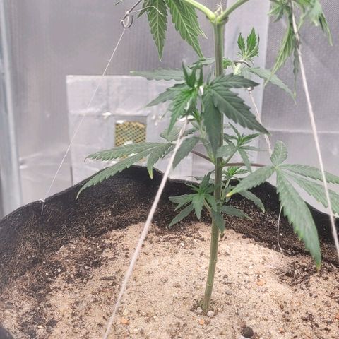 Sativa #1 growlog photo: Inicio amarras 2 dias 