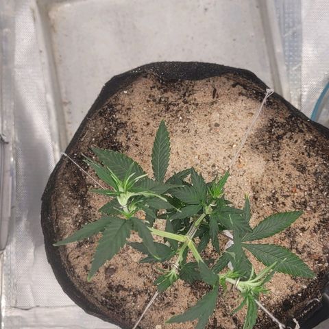 Sativa #1 growlog photo: Inicio amarras 2 dias 
