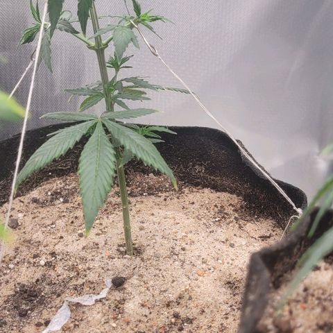 Sativa #1 growlog photo: Inicio amarras 2 dias 