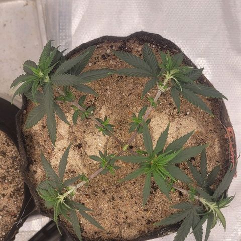 Sativa #1 growlog photo: Estacas de abertura 