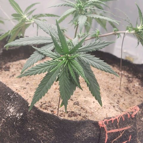Sativa #1 growlog photo: Estacas de abertura 