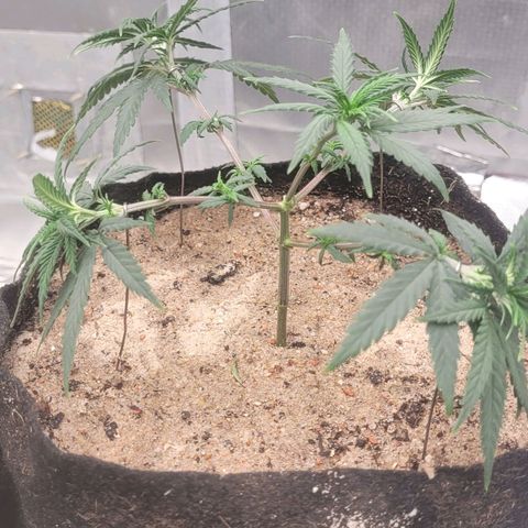 Sativa #1 growlog photo: Estacas de abertura 