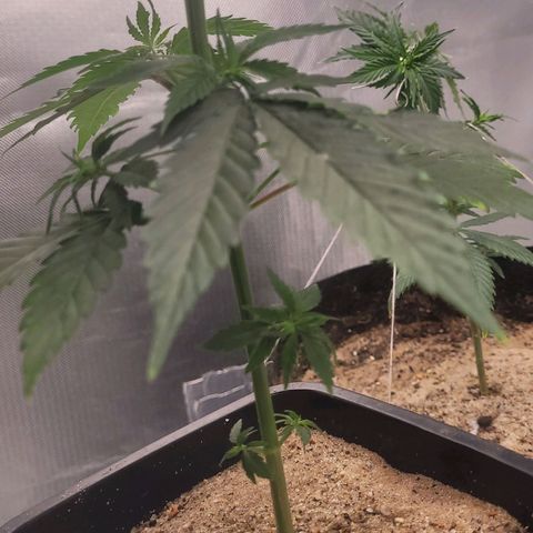 Colombian gold  growlog photo: Na poda top se recuperwndo com bastante folhas robusta possivelmente uma indica sativa