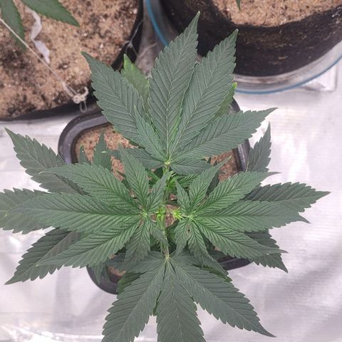 Colombian gold  growlog photo: Na poda top se recuperwndo com bastante folhas robusta possivelmente uma indica sativa