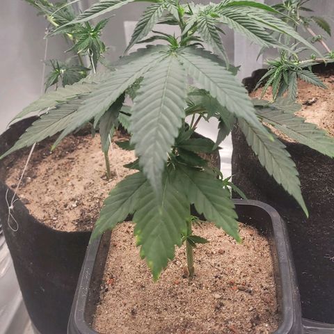 Colombian gold  growlog photo: Na poda top se recuperwndo com bastante folhas robusta possivelmente uma indica sativa