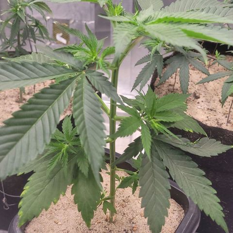 Colombian gold  growlog photo: Mostra evolucao nao tao acelarada mas apresenta estar se alinhando 