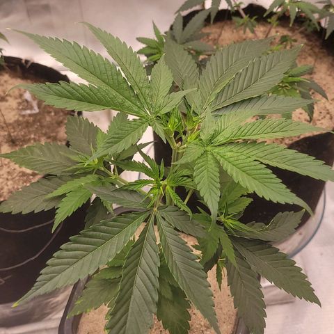 Colombian gold  growlog photo: Mostra evolucao nao tao acelarada mas apresenta estar se alinhando 