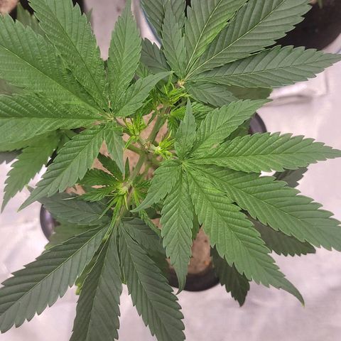 Colombian gold  growlog photo: Mostra evolucao nao tao acelarada mas apresenta estar se alinhando 