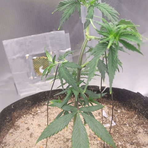 Sativa #1 growlog timeline photo