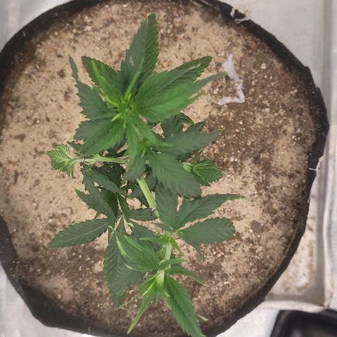Sativa #1 growlog timeline photo